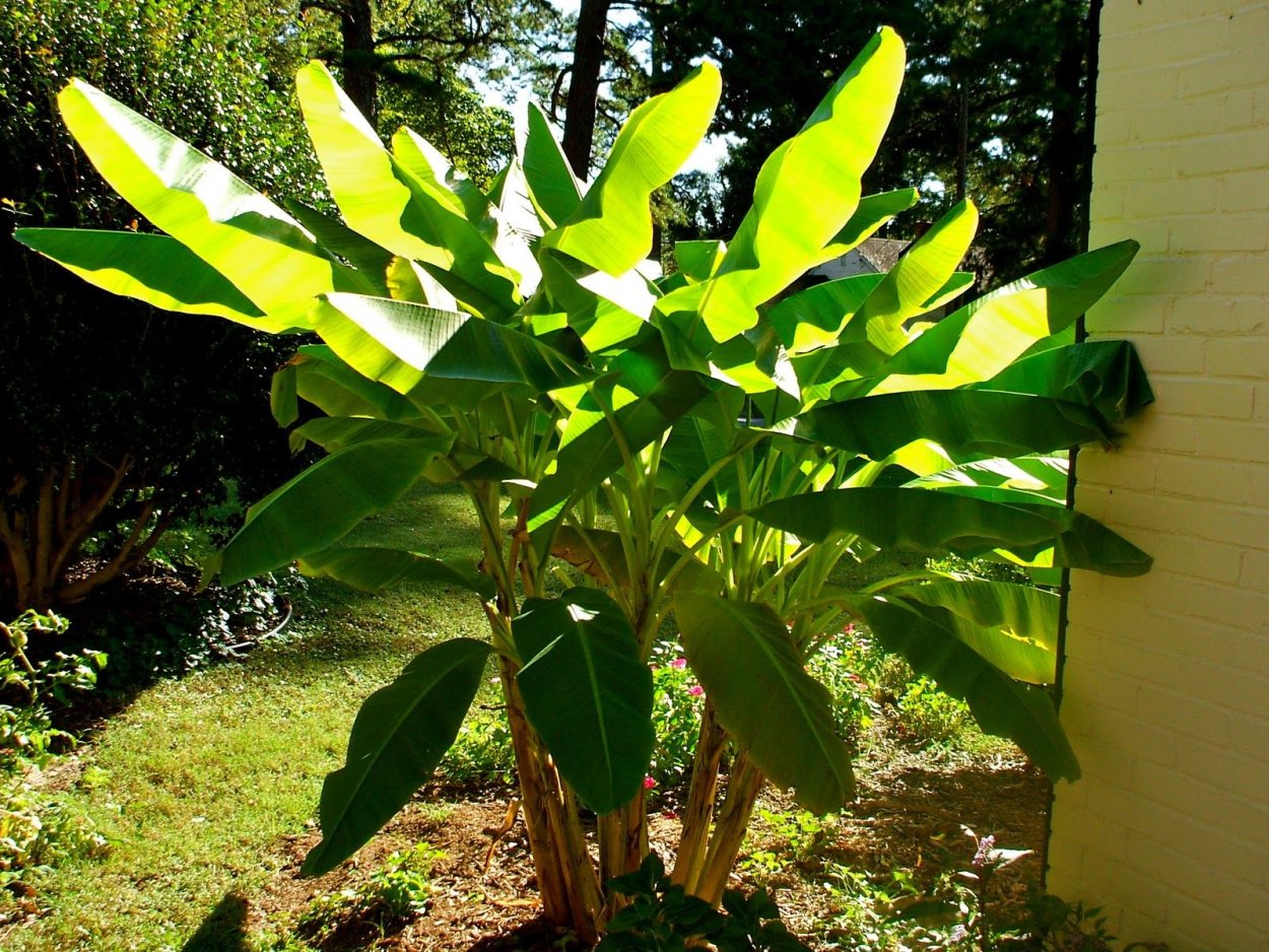 Банановое дерево на Кубани