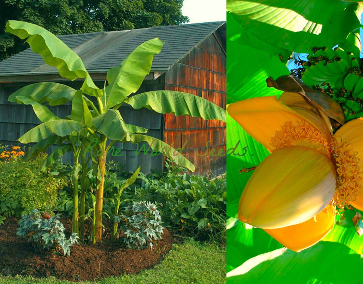 Банановое дерево на даче