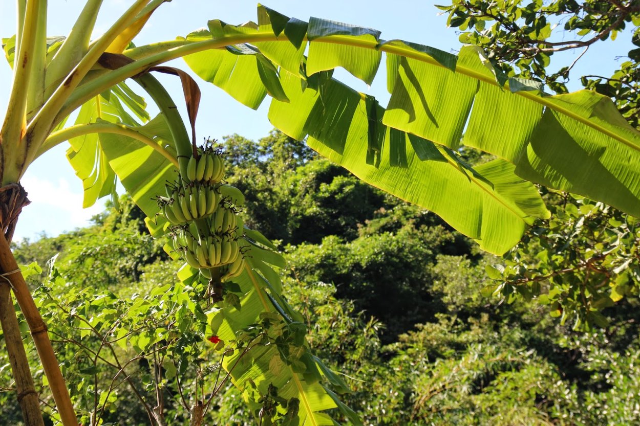 Пальма ornamental Banana (Musa Ornata)