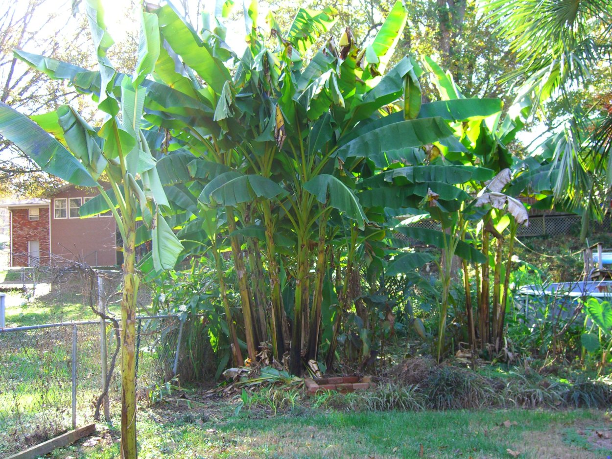 Банан Муса Басио