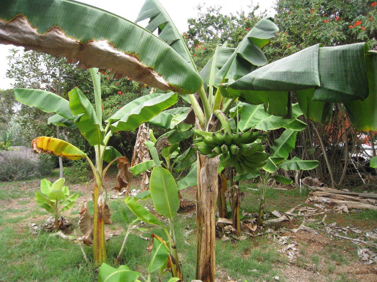 Бананы экваториальных лесов Африки