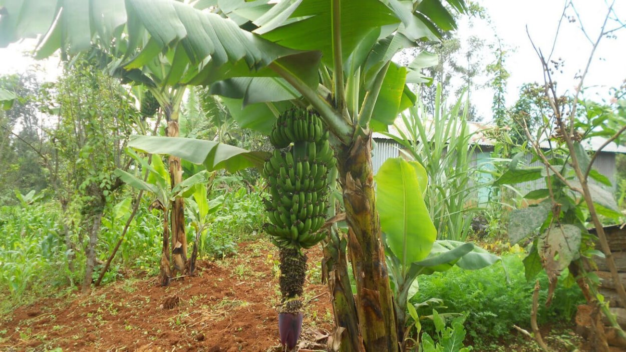 Банановые плантации в Колумбии