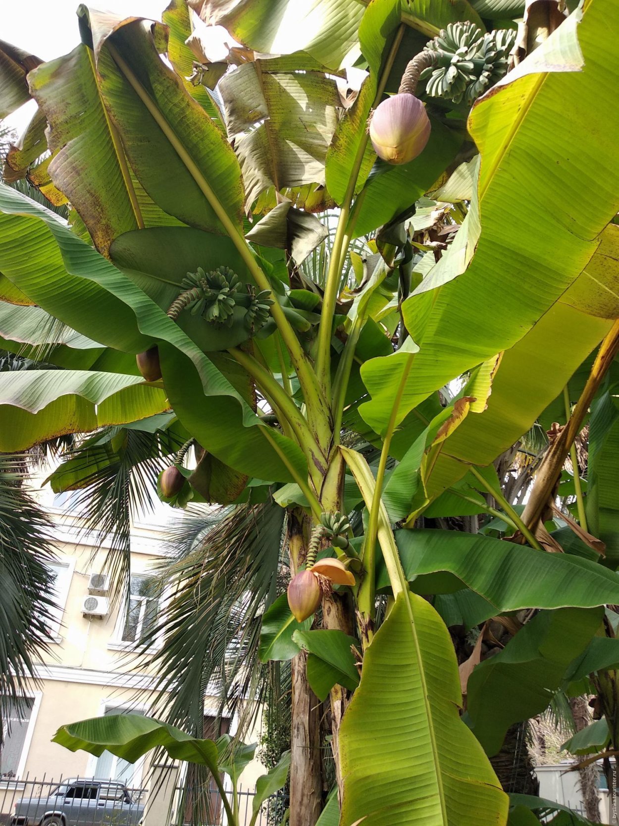 Банановая Пальма в Африке