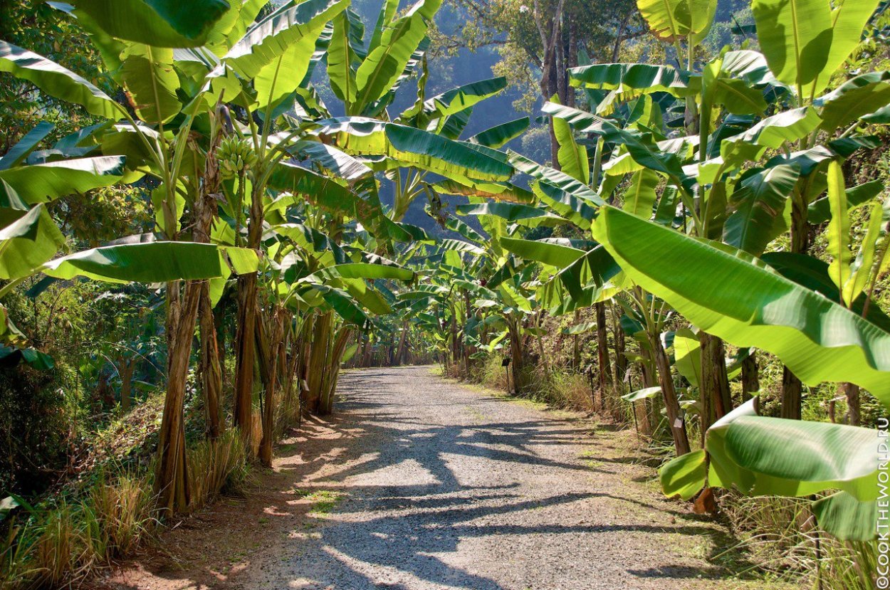 Банановая Пальма в квартире