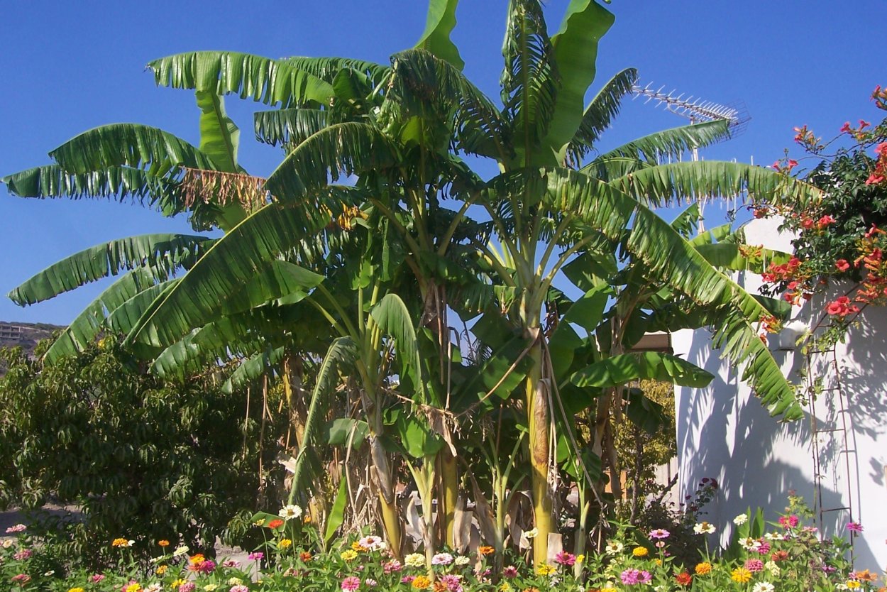 Пальма банановая Майкоп