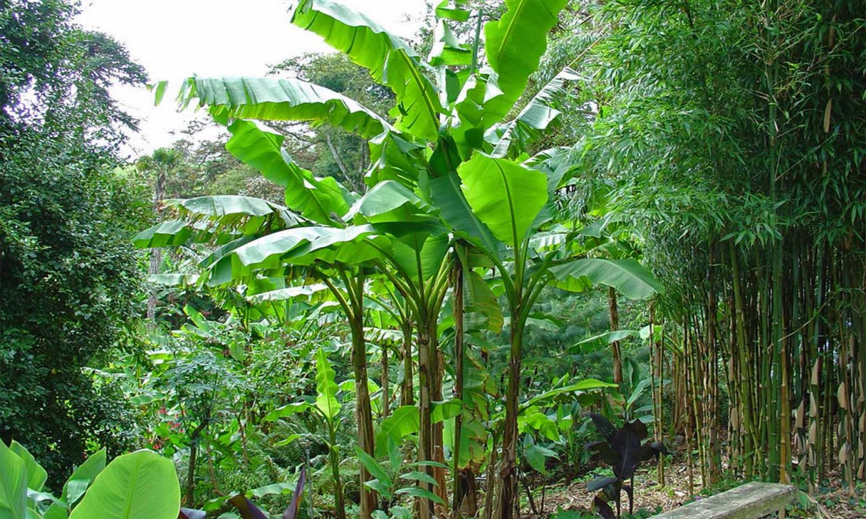 Банановое дерево в Краснодарском крае