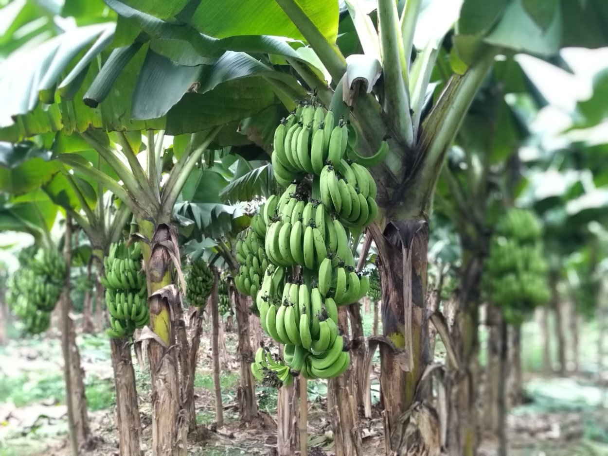 Высота бананового дерева