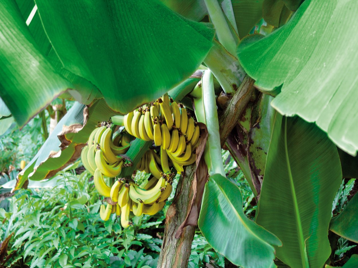 Банановая Пальма в ландшафте