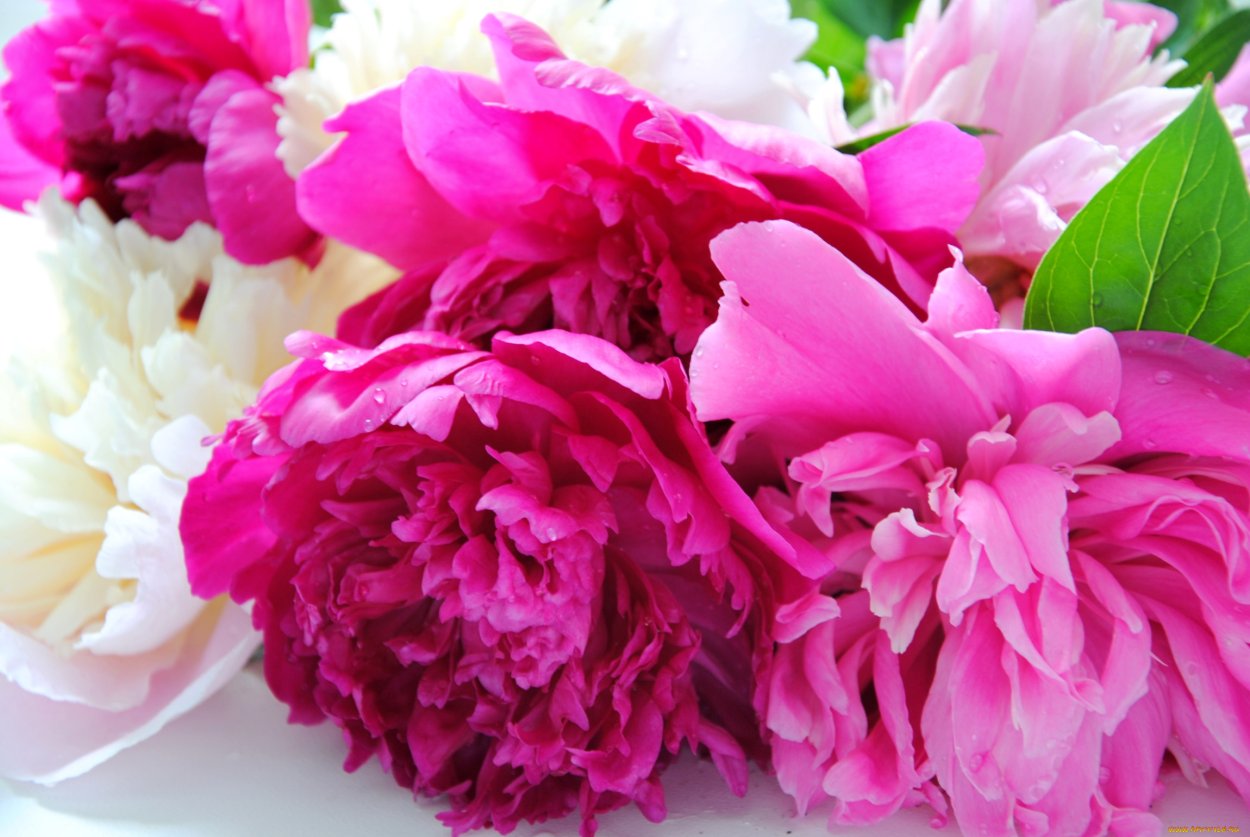 Пион (ботан.)