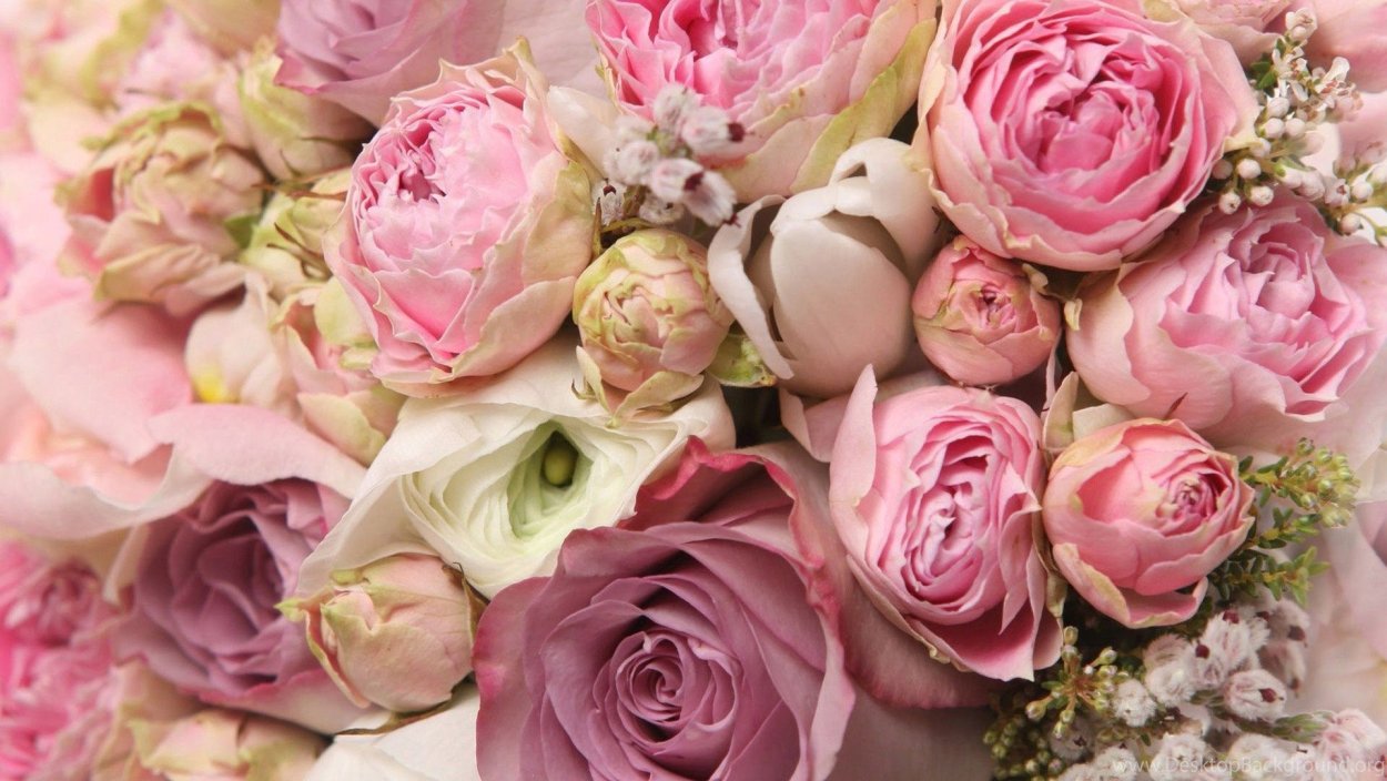 Пионовидная роза