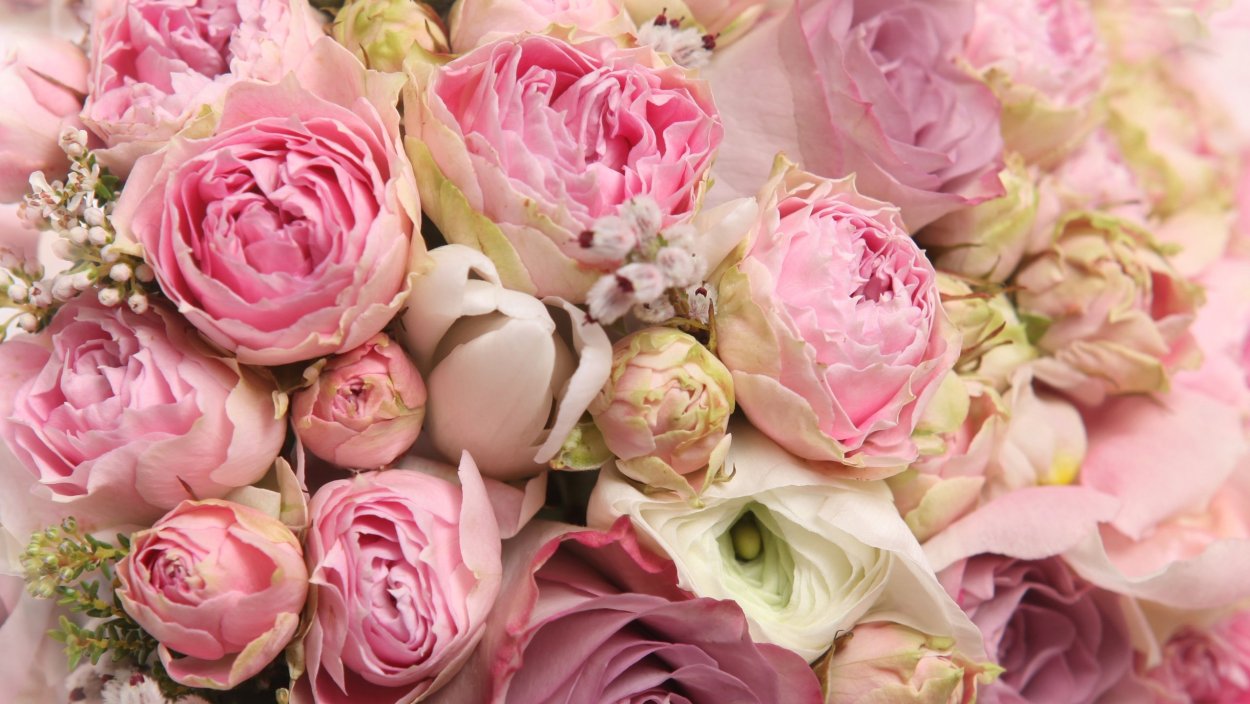 Пионы баннер