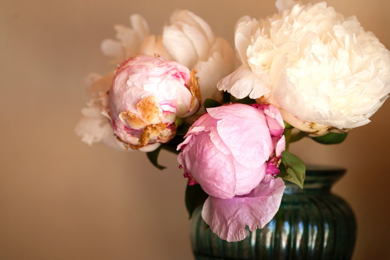 Белые пионы