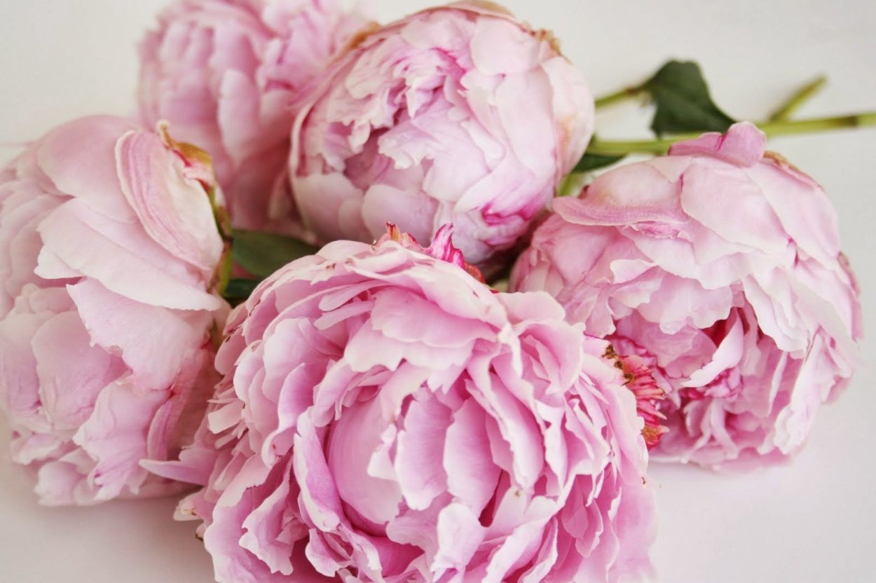 Пиони Пинк (Peony Pink)