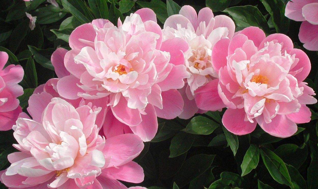 Нежные пионы