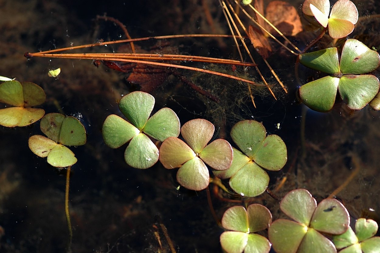 Марсилея Египетская