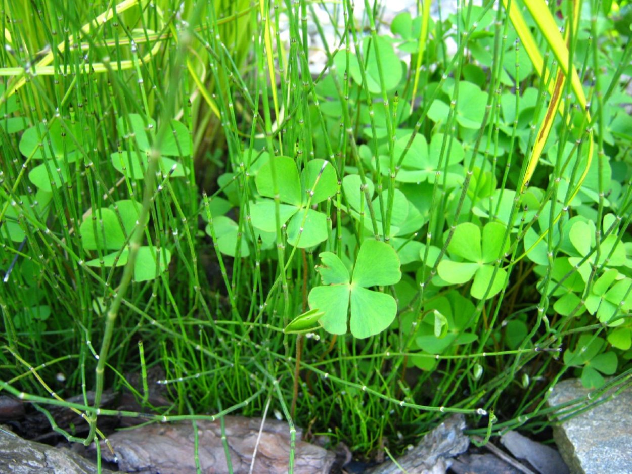 Марсилиевые папоротники