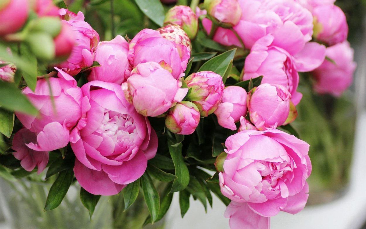 Пиони Пинк (Peony Pink)
