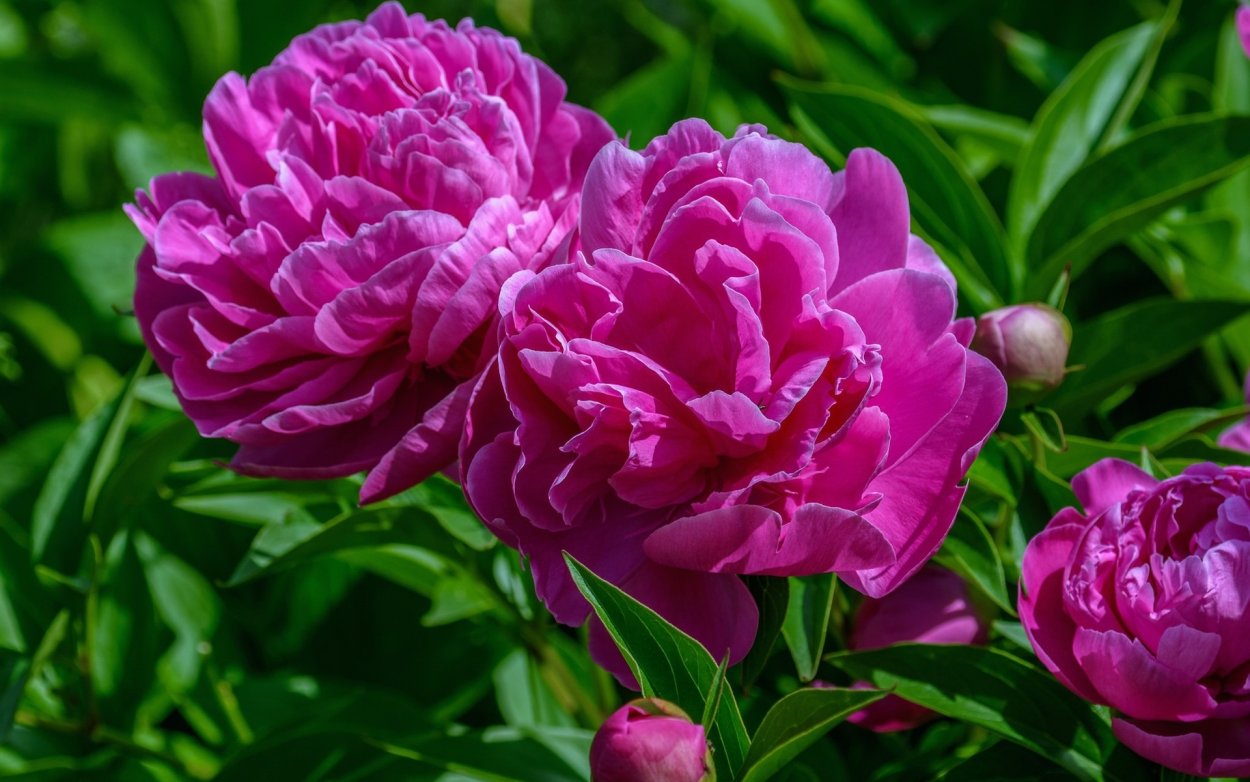 Весенние цветы пионы