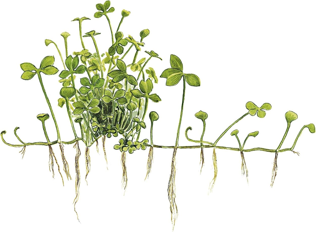 Кислица оксалис Садовая