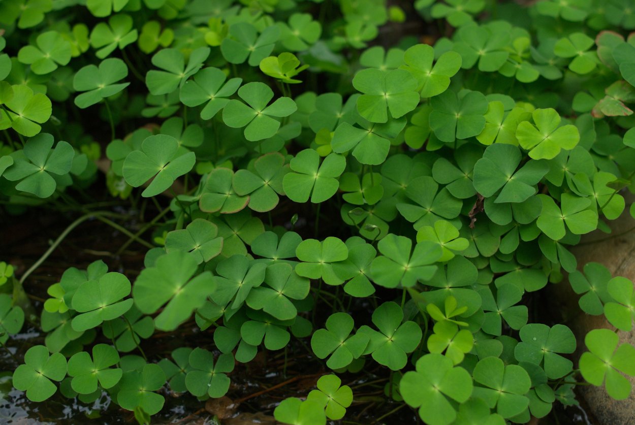 Марсилия Marsilea