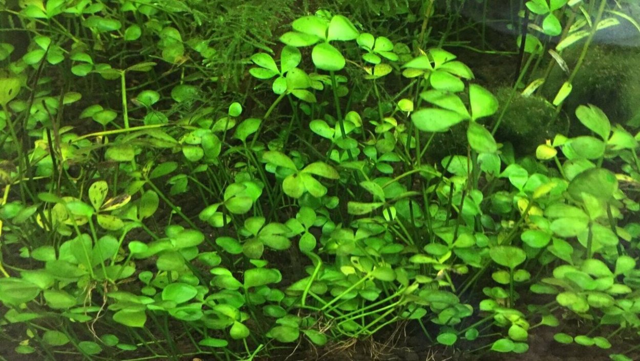 Марсилия щетинистая