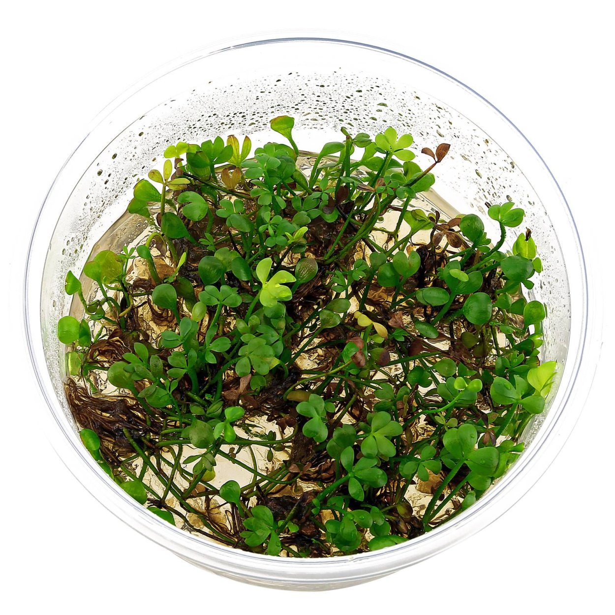 Marsilea villosa