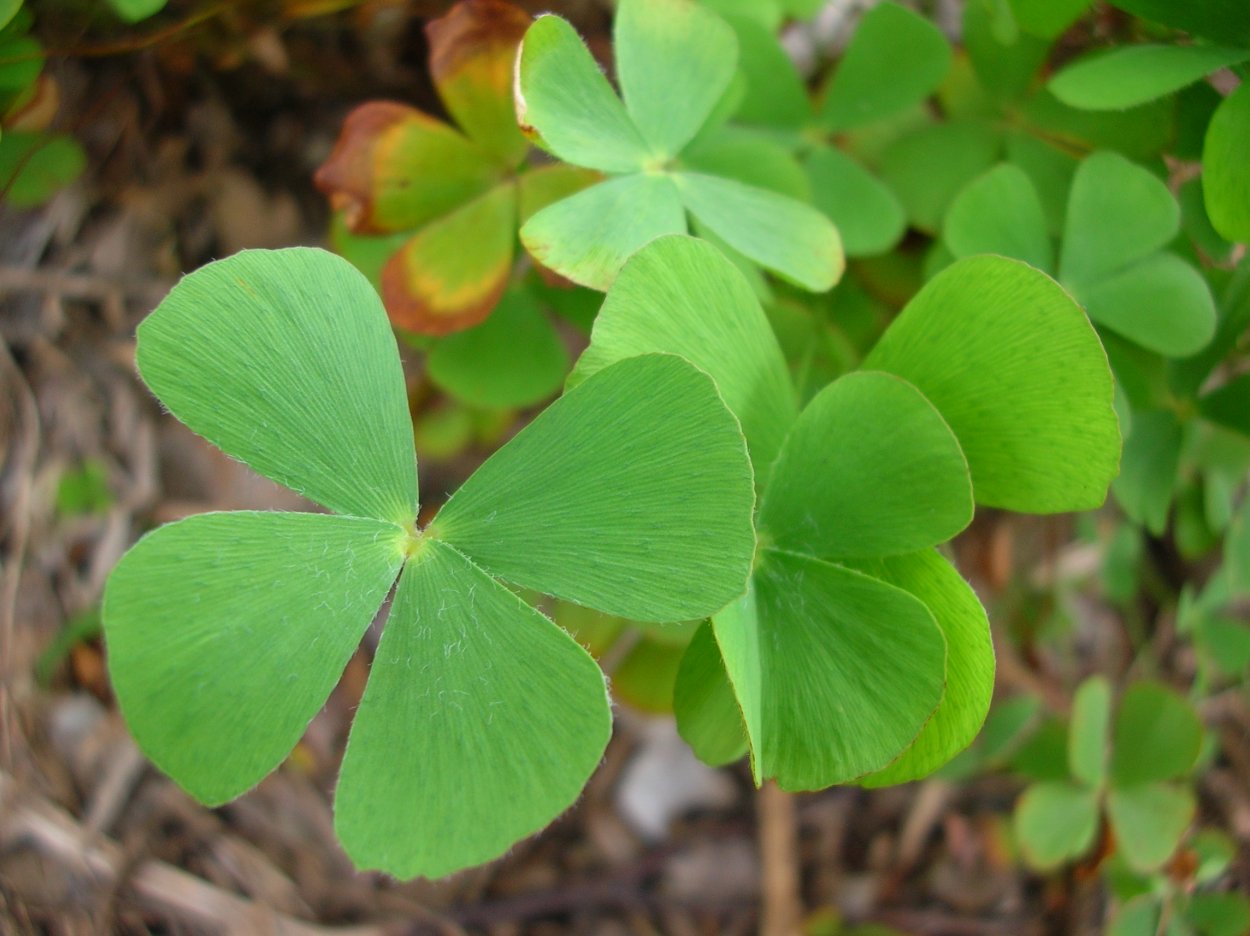 Марсилия Египетская