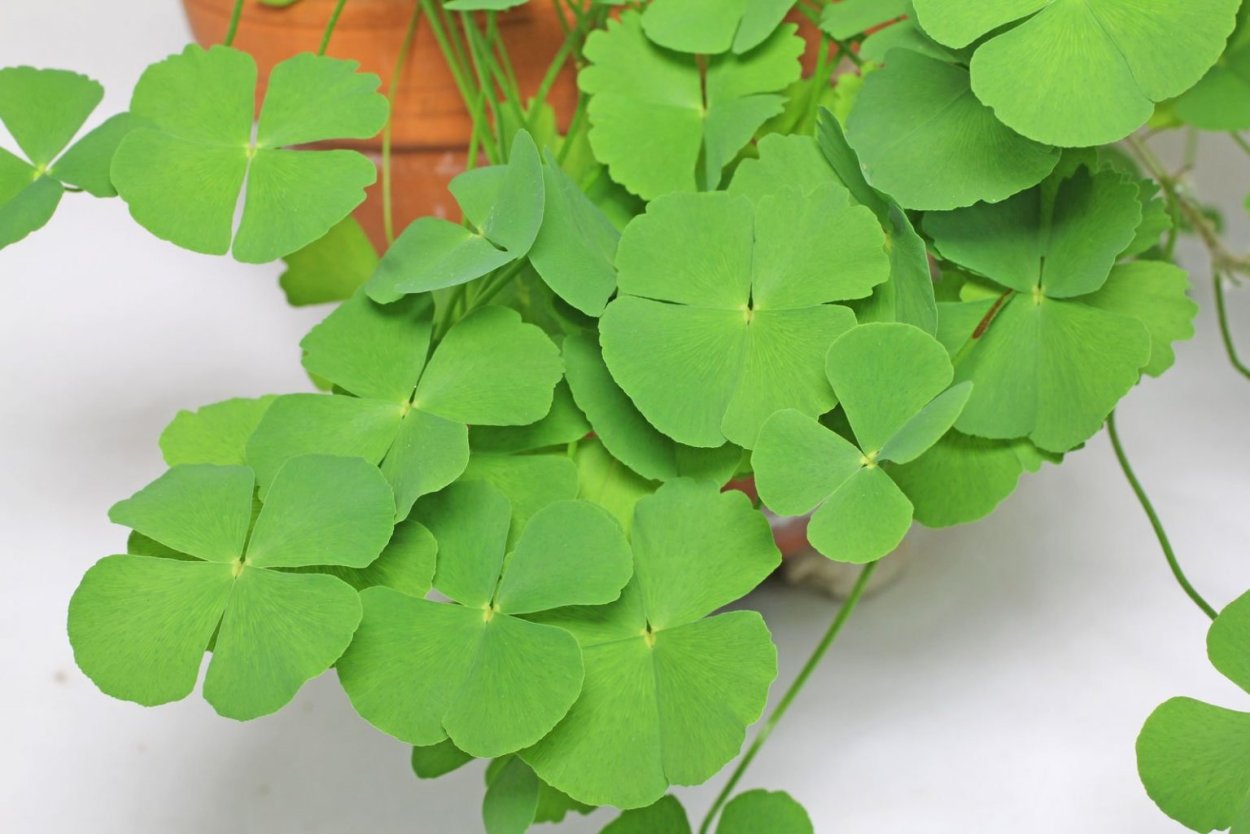 Марсилия крената