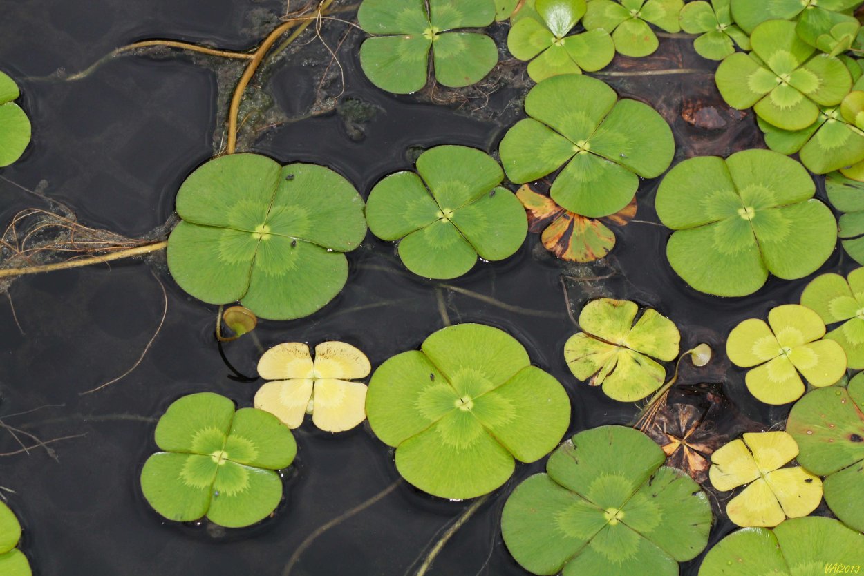 Марсилия щетинистая