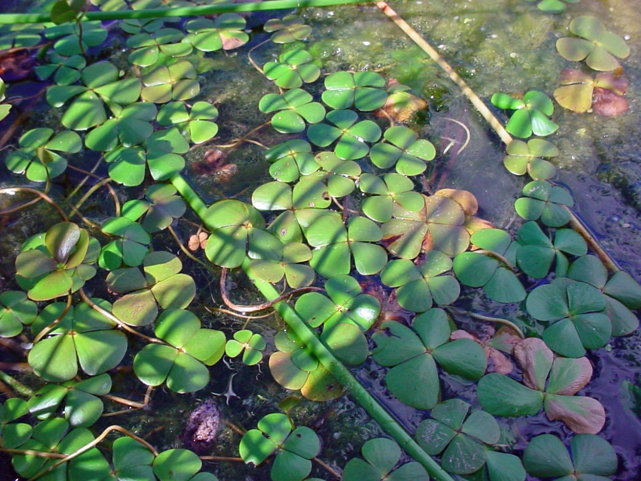 Marsilea drummondii