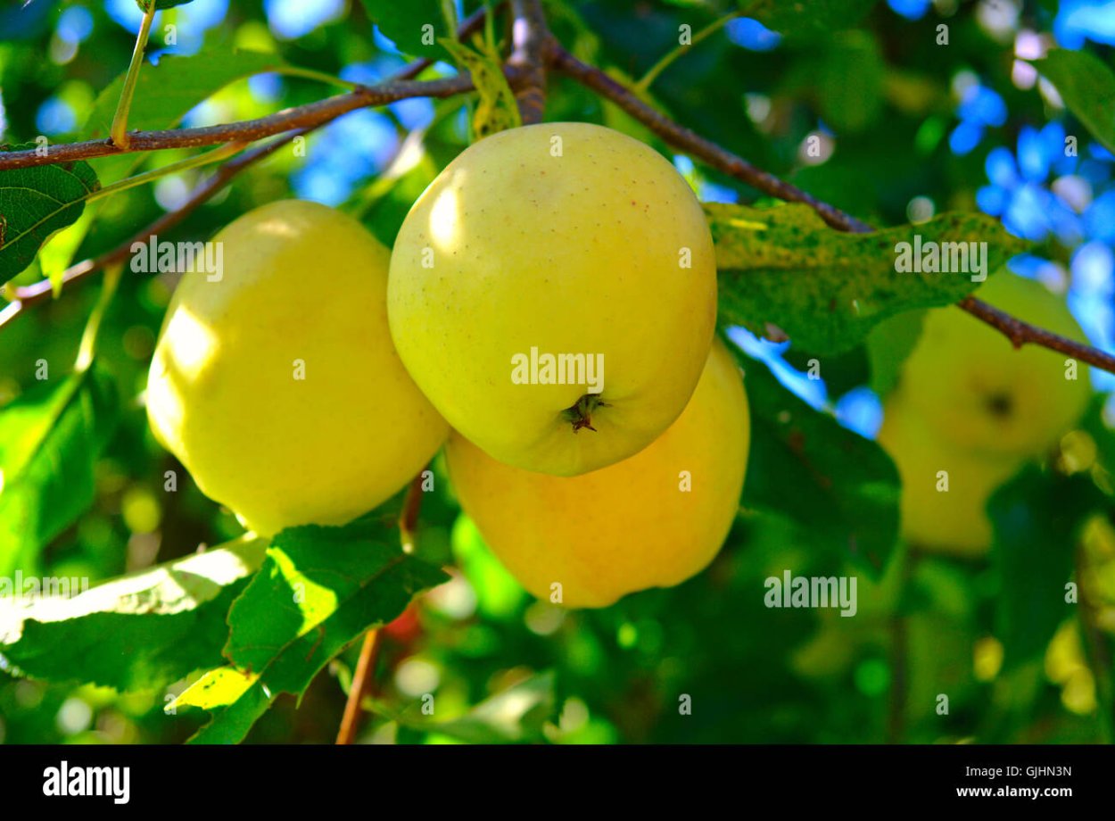 Яблоня Голден Делишес