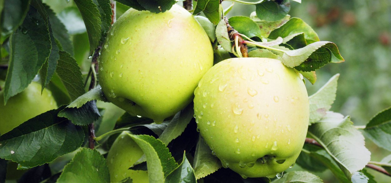 Яблоки Голден Делишес