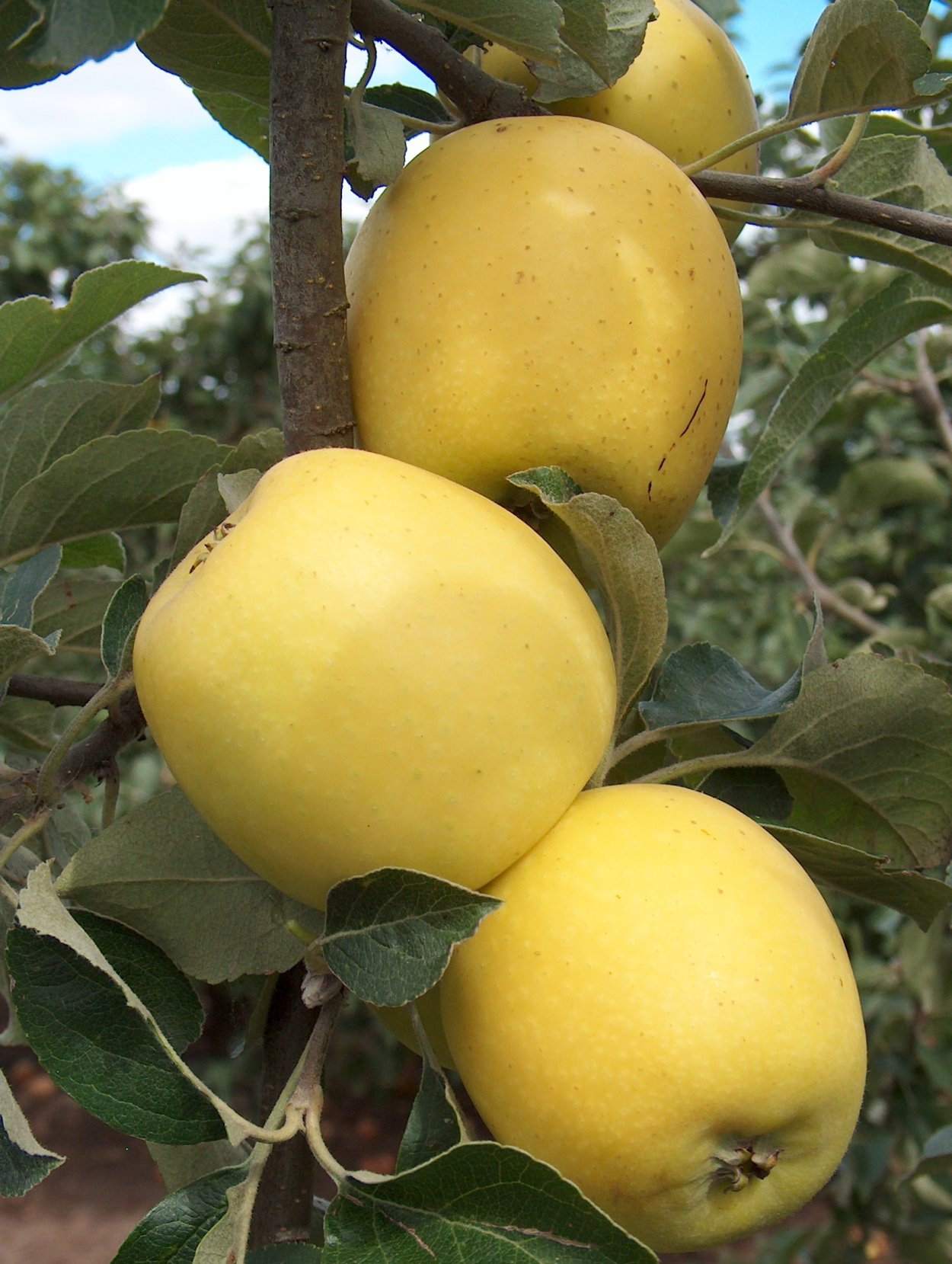 Айнур сорт яблок