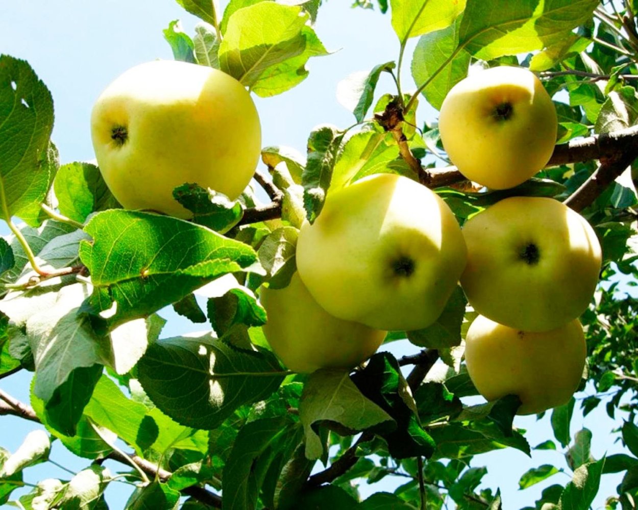 Голден Олма нави