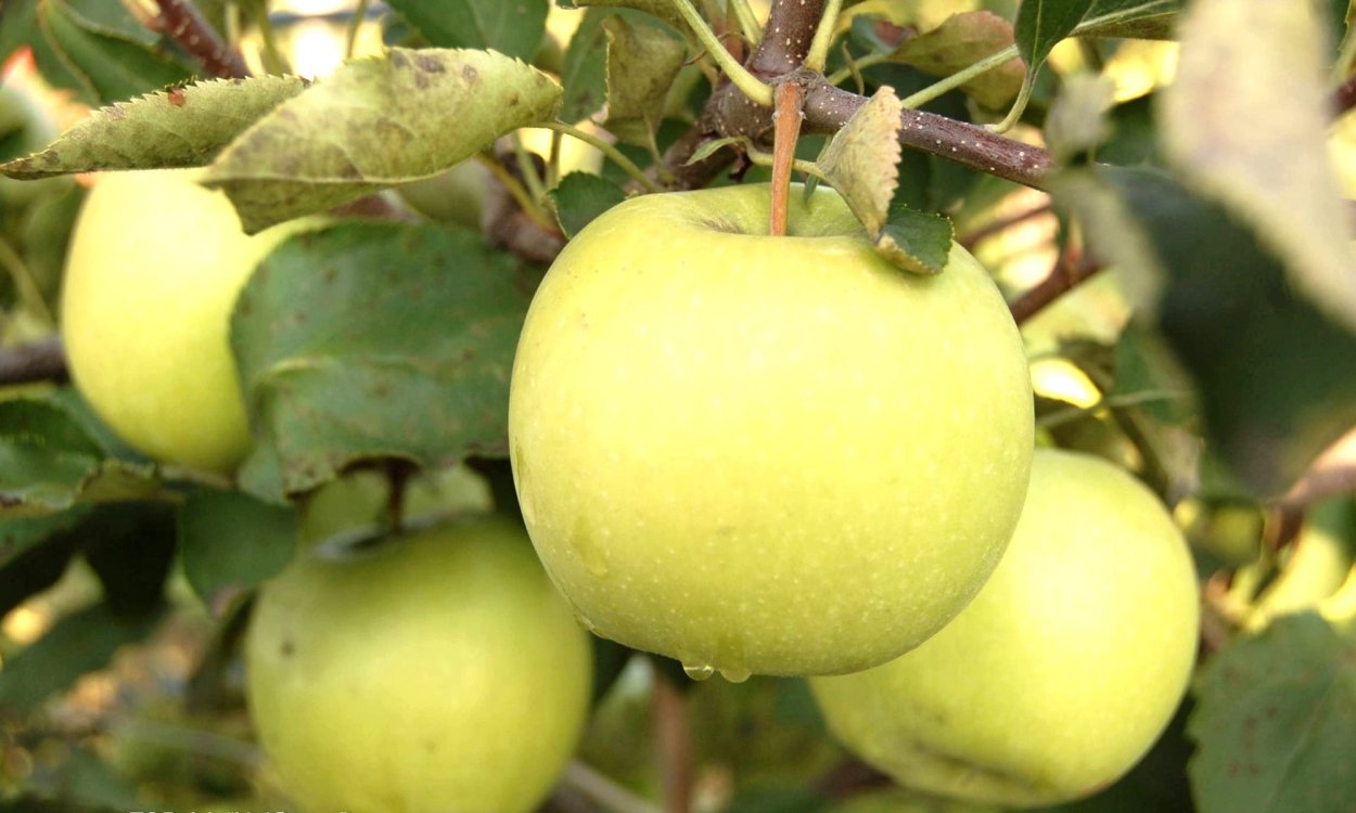 Яблоня Семеренко