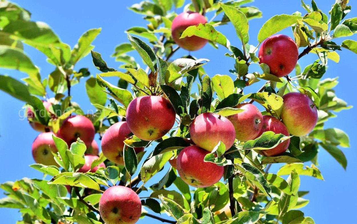 Яблоня с яблоками
