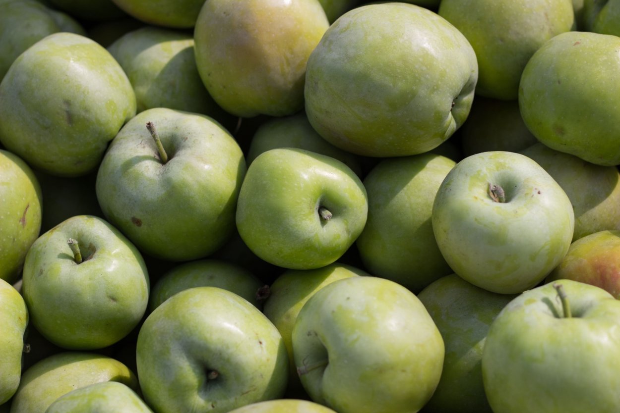 Яблоня Женева Эрли