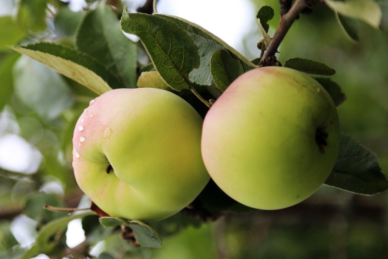 Яблоки на ветке