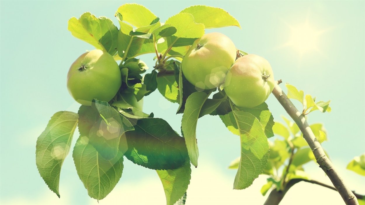 Яблоня Лимонка