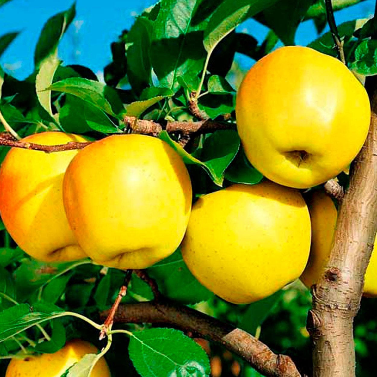 Яблоня карликовая Братчуд