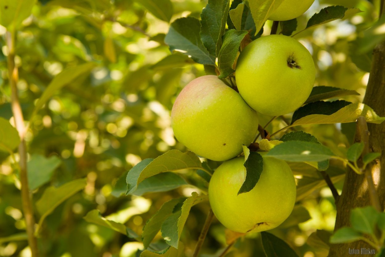 Яблоки на ветке