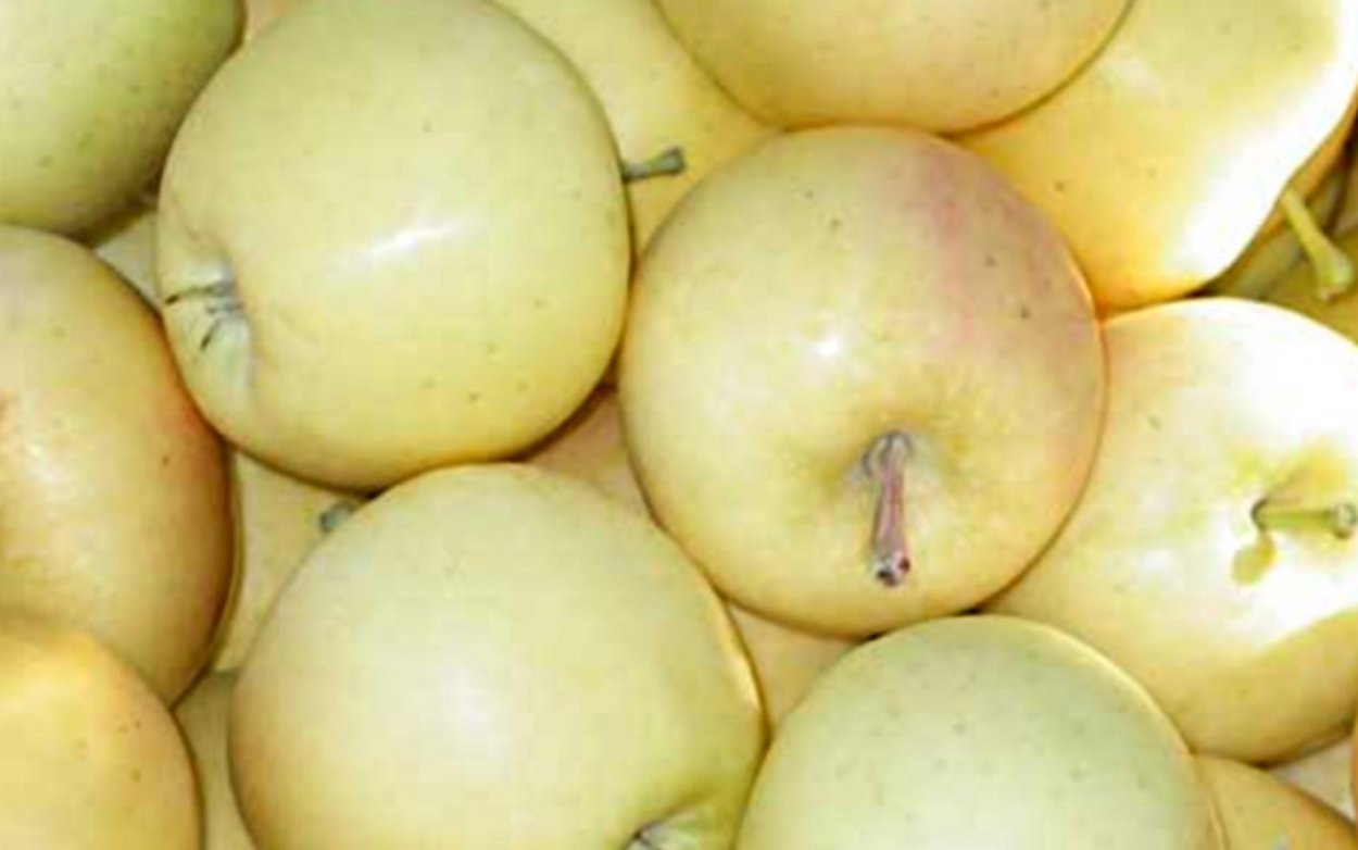 Осенняя яблоня