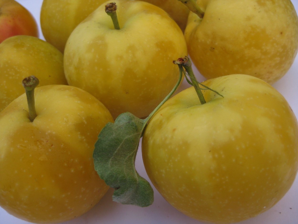 Яблоня райка Сибирская