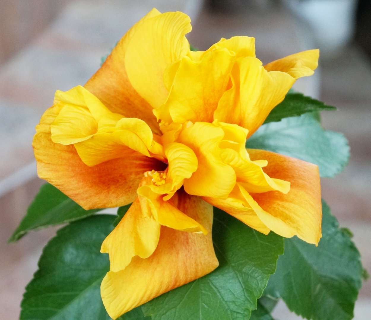 Гибискус Кениг