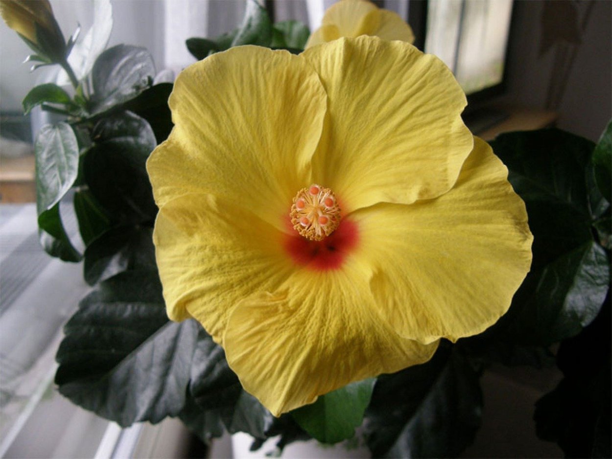 Гибискус Адоникус Еллоу