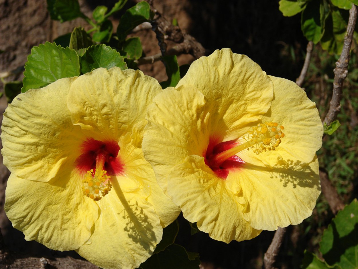 Hibiscus Rosa sinensis Yellow