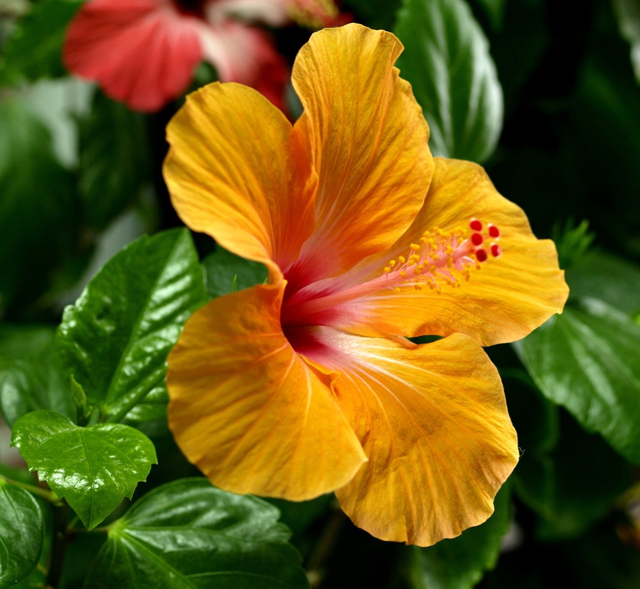 Гибискус Киото