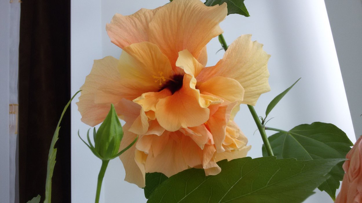 Гибискус красный комнатный