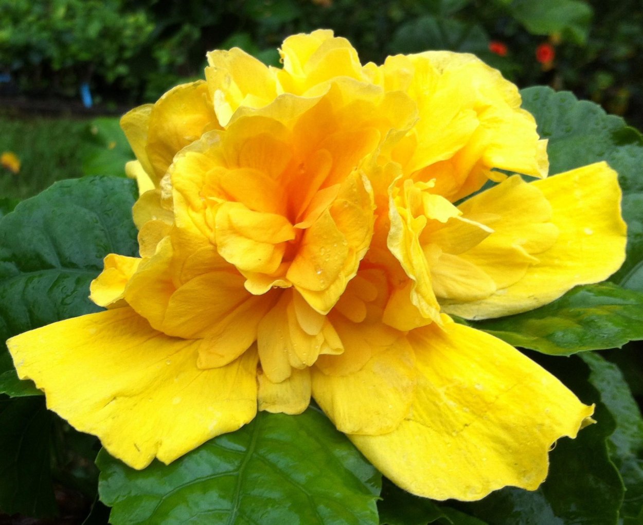 Гибискус Adonis Yellow