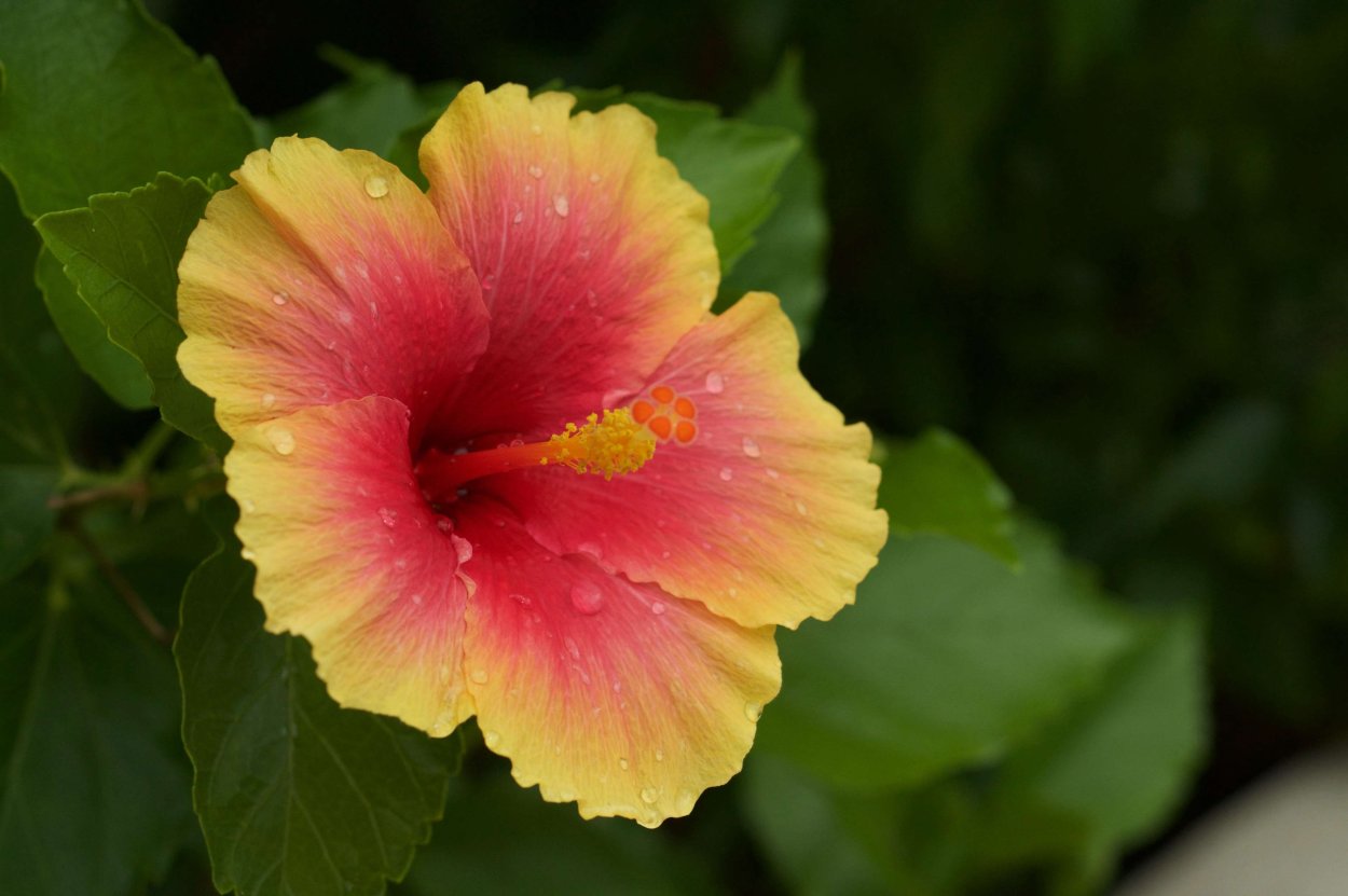 Гибискус Киото желтый